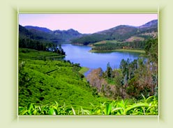 Hill Tour & Green Tour Cochin – Munnar – Kumarakom – Alleppy – Thiruvananthapuram